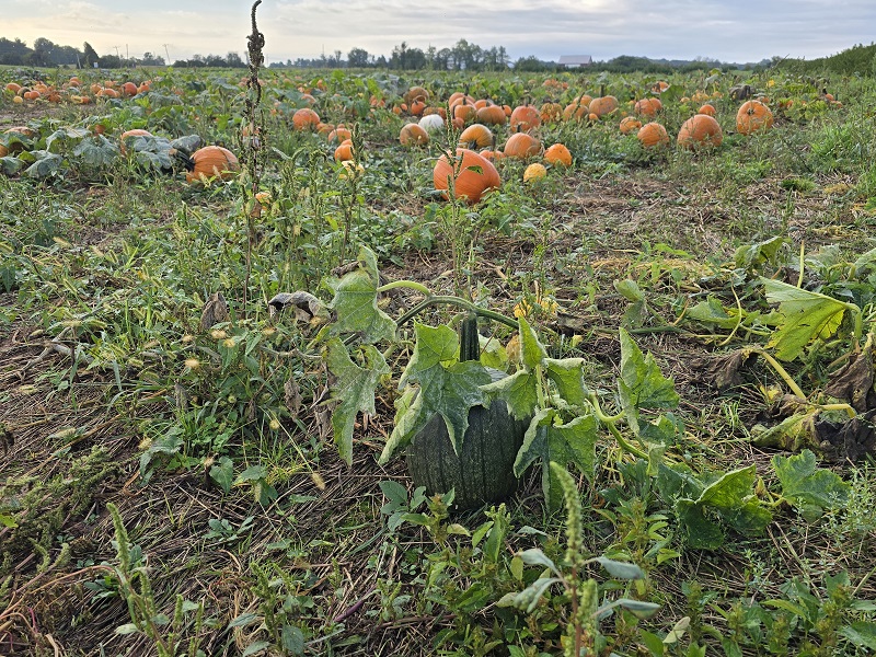 pumpkins